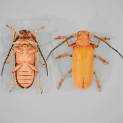 Longhorn Beetle Cerambycidae Joessi Sanguinolenta Low-poly  3D model