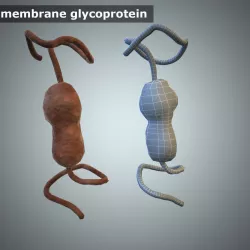 Membrane of a cell 3D model