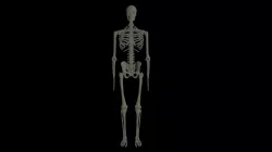 Rigged Human Skeleton 3D model