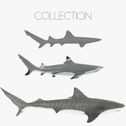 Sharks collection Low-poly  3D model
