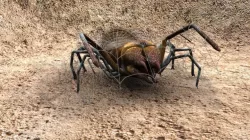 spider low poly textured rigged animated Low-poly  3D model