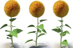 Sunflower 3D model