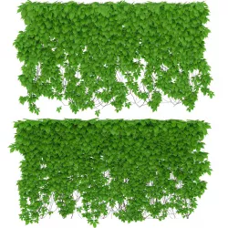 The wall of a parthenocissus 2 items 3D model