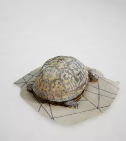 Turtle 3D model