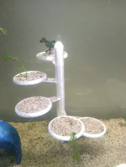 Aquarium plant step