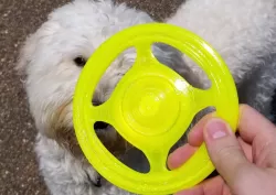 Frisbee