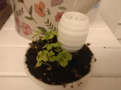Small Rain Barrel