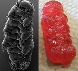 Tardigrade gummy bear molds
