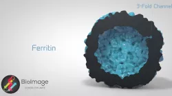 Ferritin - The Cellular Iron Storage