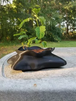 freeform bonsai pot