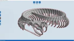 Gaboon Viper Skeleton Articulated