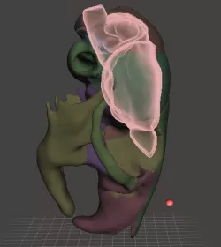 Mouse Skull and Brain