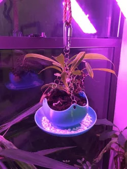 Pitcher Plant Humidity Pot
