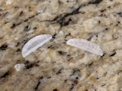 Roomba Diffusion Lens
