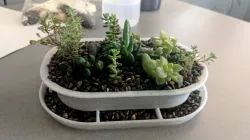 Succulent planter with drainage tray
