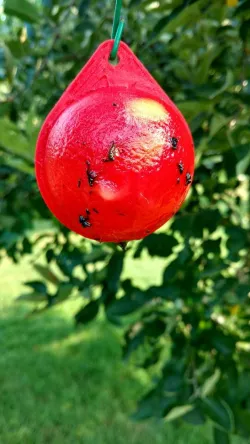 Apple Maggot Trap