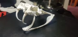 Gaboon Viper