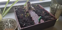Legend of Zelda Deku Tree Desk Garden