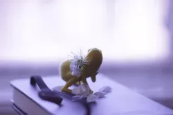 Toad