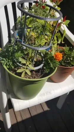 Tomato Cage [Stack-able]
