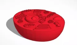 Animal Cell model