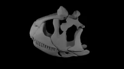 Carnotaurus sastrei WIP