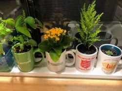 Coffee Mug Planter