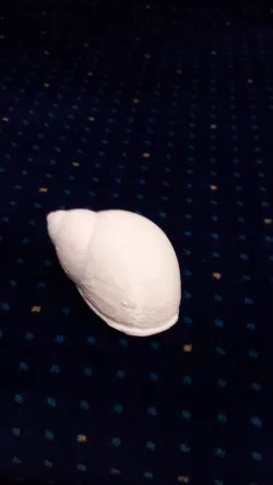 shell snail