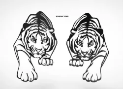 A Picture of a Korean Tiger