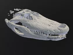 Aligator Skull