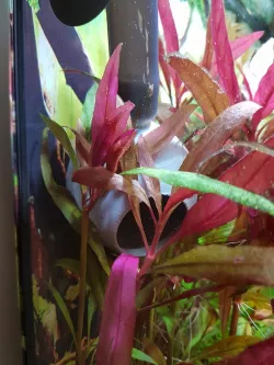 Aquarium "Bubble" Lily Pipe 16/22mm