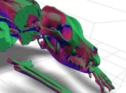 DOG_ CT scan -detailed skull and upper body bones and tissues of an 8 Year old dog