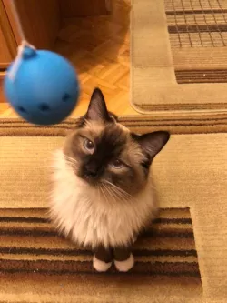 Toy for cat