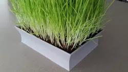 Asian-styled Cat Grass Planter
