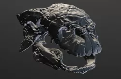 Euoplocephalus Skull
