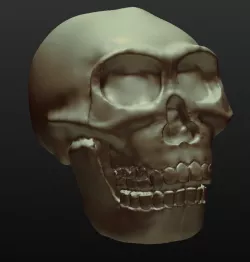Georgia the Homo Erectus Georgicus