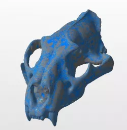 Panther Skull (3D Scan)