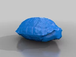 Turtle Shell - 3Dscan