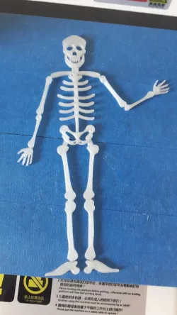 skeleton (flat)