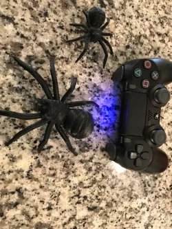Spider