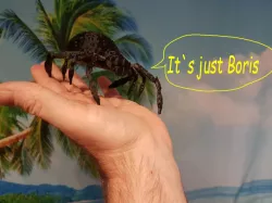 Spider ( BORIS THE HORRIBLE )