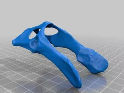 Domestic Cat Pelvis