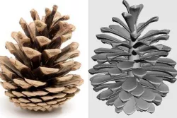 pine cone
