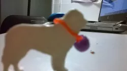 Saint Bernard