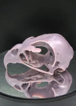 Sharp Shinned Hawk Skull REMIX