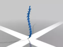 Spine