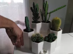 Cactus pot with water reserve