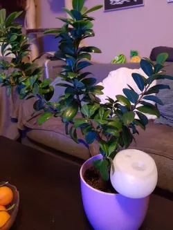 watering globe