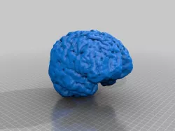 Brains