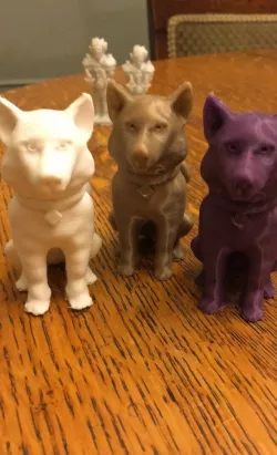 Husky sitting at attention